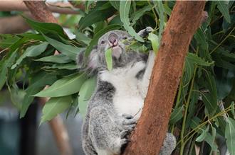 打造無尾熊私人菜園 北市動物園為保育大使種「專屬美食」