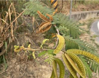 「水庫剋星」刺軸含羞木入侵台南 市府出手展開移除行動