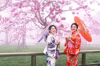 阿里山櫻花近滿開 邀你穿和服賞花、入住百年賓館