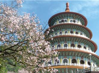 淡水天元宮吉野櫻綻放 搭輕軌賞櫻專車 感受粉色浪漫