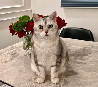 毛孩讀心術》聰明英短多才多藝 離世向飼主「鞠躬謝恩」：貓生美好