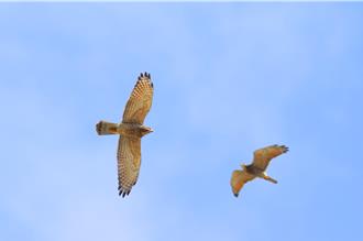 彰化鷹揚八卦賞鷹3／22登場 大批灰面鵟鷹北返過境時機曝