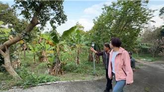 台中香蕉受颱風影響價格飆 農業部：短期現象供應已回穩