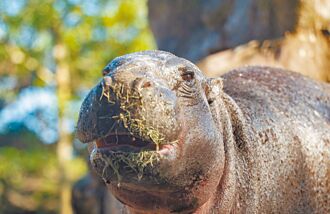 痛别娇客 台北市立动物园将精进照养
