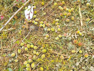 高雄 遇強風冰雹 那瑪夏水蜜桃 恐減產3成