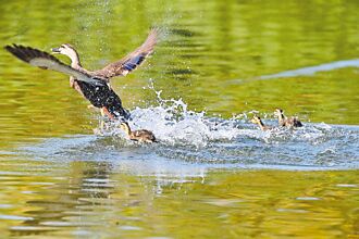 煙火嚇跑大坡池水鳥 台東環團籲暫停施放