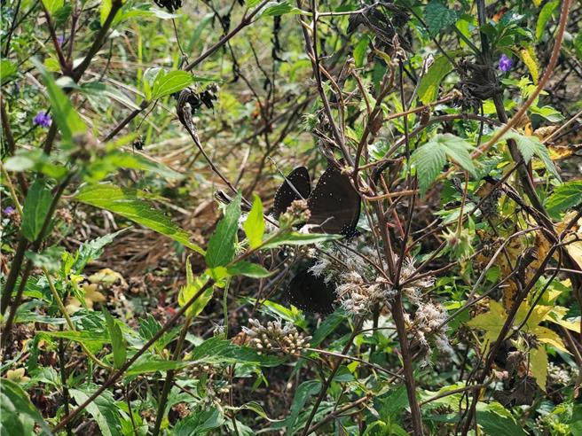 林内乡触口附近是紫斑蝶越过国三往彰化迁徙的蝶径，今年迁徙时间创下史上最早。（周丽兰摄）