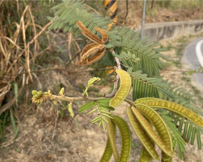 刺轴含羞木1997年首次在台湾发现，最近东山区国道休息站、吉贝耍大排有它入侵的踪迹。（台南市政府农业局提供／张毓翎台南传真）