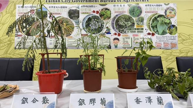 台南常见外来入侵植物，包含银胶菊、小花蔓泽兰、香泽兰、银合欢等。（台南市政府农业局提供／张毓翎台南传真）