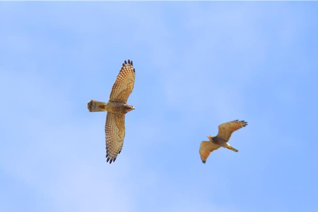 每年約在春分前後，在彰化縣八卦山脈可看到大量灰面鵟鷹過境。（吳志典提供／葉靜美彰化傳真）