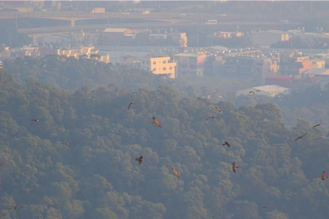 每年約在春分前後，在彰化縣八卦山脈可看到大量灰面鵟鷹過境。（吳志典提供／葉靜美彰化傳真）