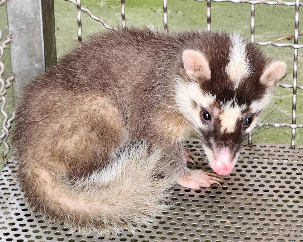 苗栗通霄首例「狂犬病鼬獾」 防檢署警告二不一要:最高開罰15萬元