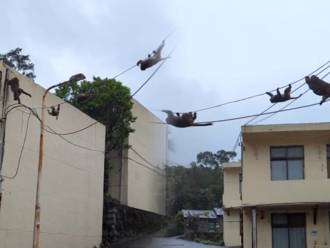 独家》北投猴群搬迁爬钢索超狂！专家揭群居动物「严密组织」