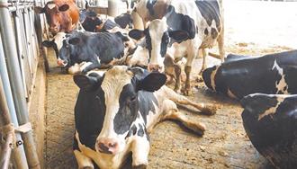 長效乳標「鮮乳」爭議 國際不滿修法 行政院明開協調會