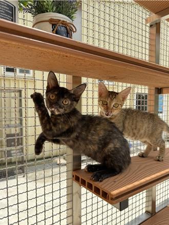 八里動物之家合作21家認養小棧 去年送養達316隻