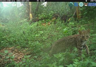 南投揪團守護石虎還能拿薪水 即日起至3月底開放申請