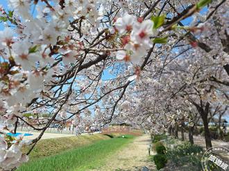 粉色櫻浪來襲 5個日韓夢幻賞櫻景點看這邊