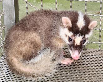 屏东枋山检出「鼬獾狂犬病」 防检署吁：遵守二不一要