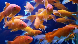 魚飼料「同一天漲價」 5家業者遭公平會重罰1200萬