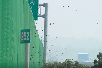 紫斑蝶最早遷徙紀錄 單日5.6萬隻飛越國道