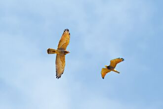 彰化 鷹揚八卦 灰面鵟鷹估3萬隻