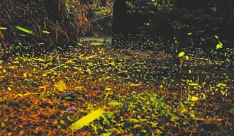 大爆量 那瑪夏螢火蟲季 3月21日迎客