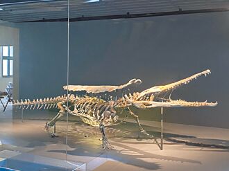 潘氏澎湖鱷化石 花火節亮相