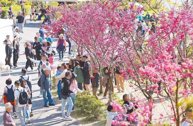 近日有网红于阳明山地区坪顶古圳涵洞内燃放鞭炮惊吓干扰蝙蝠，并将影片上传网路平台，严重影响野生动物生态。图为阳明山樱花。（示意图／中时资料照片）