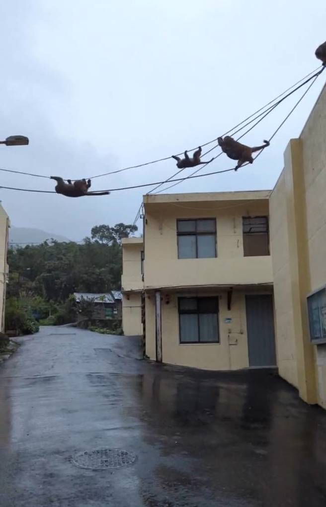 猕猴群把电线杆当成钢索爬。（翻摄《我是北投人》粉丝团）