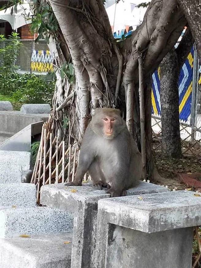 民眾近年直击猴子跑到北投捷运站。（翻摄《台北之北投帮》社团）
