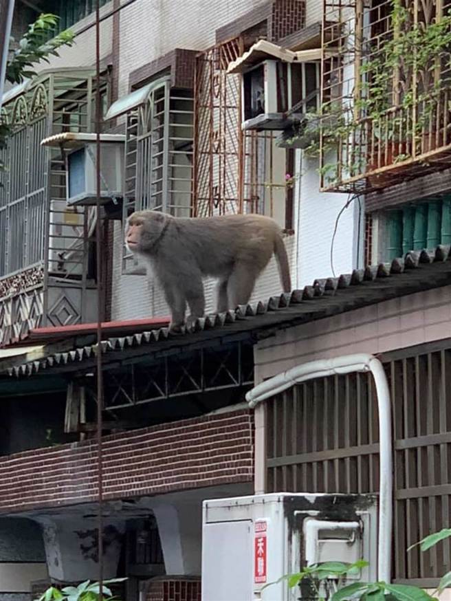 猴子曾跑到北投民宅，引起居民恐慌。（翻摄《台北之北投帮》社团）