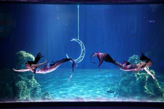 美人魚嘉年華4／1盛大起舞 百位人魚齊聚海洋公園華麗競演