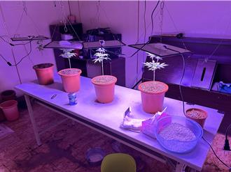 20歲男半年內多次到泰國 小吃店後院及暗房種大麻