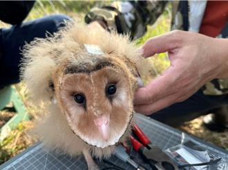 「草鴞幼兒園」迎第3屆畢業生 3隻瀕危草鴞寶寶成功離巢