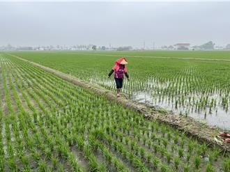 農保資格大清查 雲林縣近6000農民面臨被退保