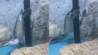 海龜「跳鋼管舞」狂摩擦 530萬人瘋傳 保育員愣了