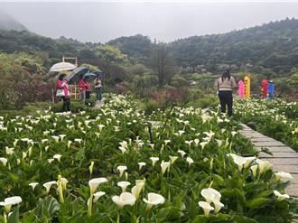 海芋、繡球花接力綻放 陽明山竹子湖花季登場