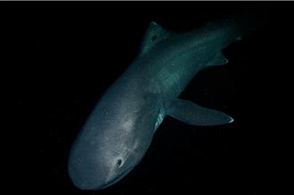 為海洋生物裝上「GPS」 揭開9品種軟骨魚神秘行蹤