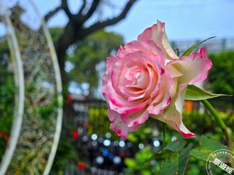 台北玫瑰展白色情人節開展 全台三大玫瑰園推薦！