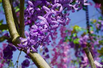 彰化许愿藤花季来袭 成美文化园「紫色梦幻花园」盛大登场