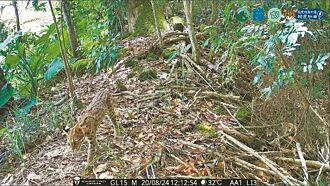 南投 守護石虎 生態薪水最高6萬元