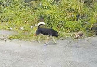 台東 淺山動物頻現市區 浪犬成威脅