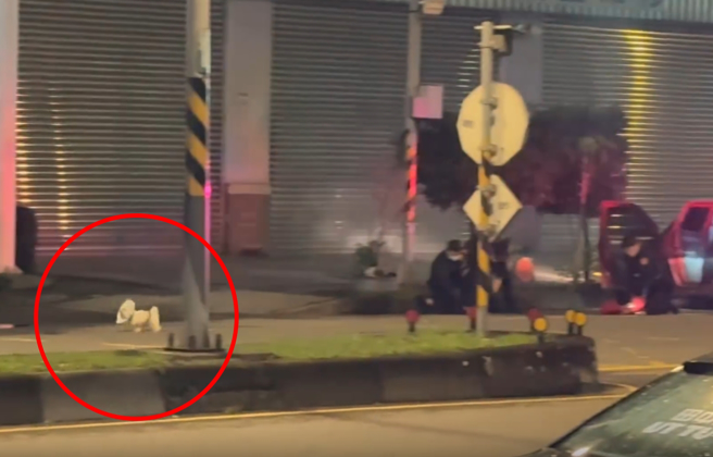 中坜警压制嫌犯，1只小白狗直接抛弃主人逃离现场。（翻摄爆料公社）