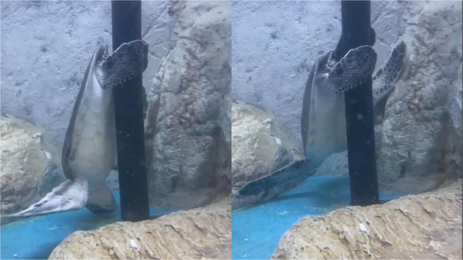 一隻海龜在水中倒立「跳鋼管舞」摩擦頭部，引起500多萬人瘋傳。（圖／翻攝自道の駅ウミガメ公園【公式】X）