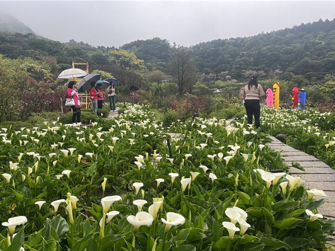 海芋季从3月14日至4月27日，后续5月13日至6月22日的绣球花季接棒。（张珈瑄摄）