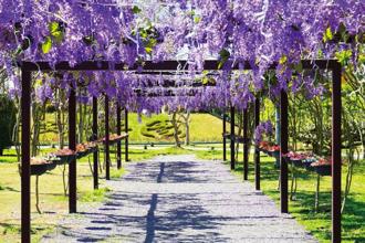 許願藤花牆瀑布登場 春遊彰化紫色夢幻花園賞絕美花海