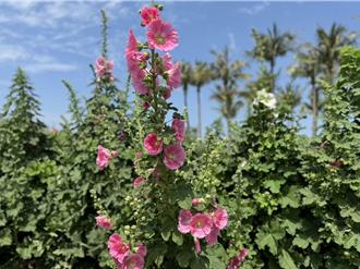 学甲蜀葵花迷宫登场 花期绽放1个半月 夜间赏花添亮点