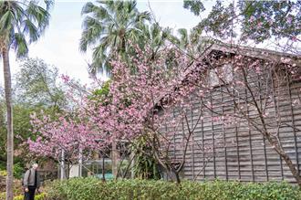 台大紀念「磯永吉小屋」落成百年 見證農業科技發展歷程