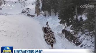 「逐水草而居」不再是唯一選項？新疆伊黎河谷牧民忙轉場