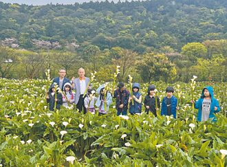 陽明山竹子湖海芋季 開跑